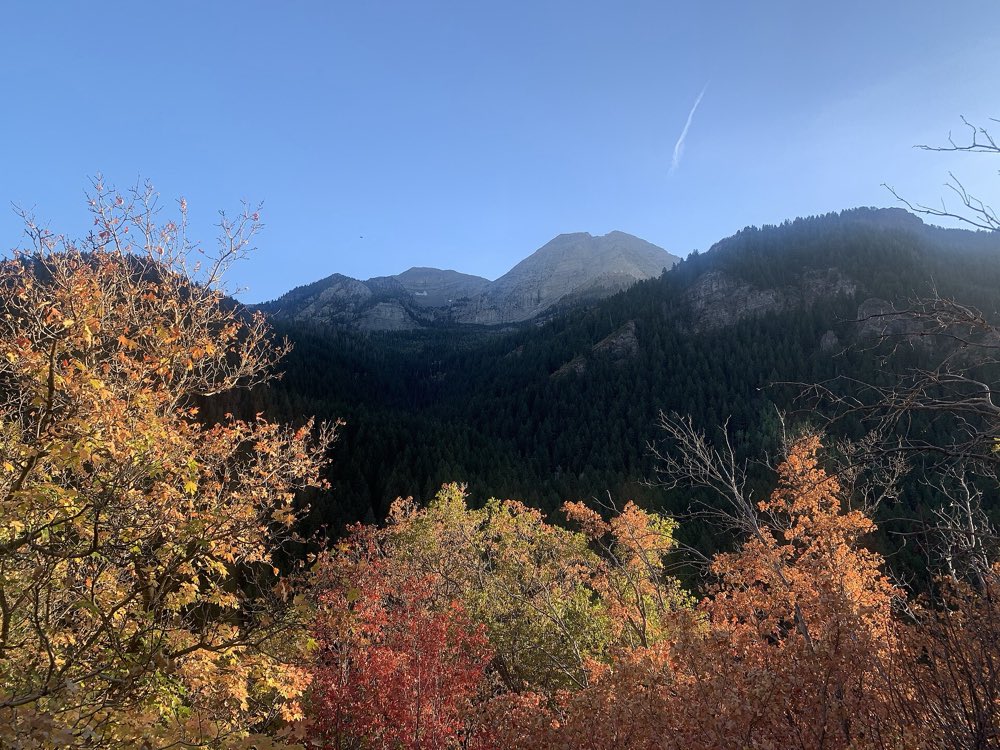 Orange, red and yellow autumn leaves in the foreground below dark forested slopes and the gray limestone peaks of Mount Timpanogos under a clear blue sky