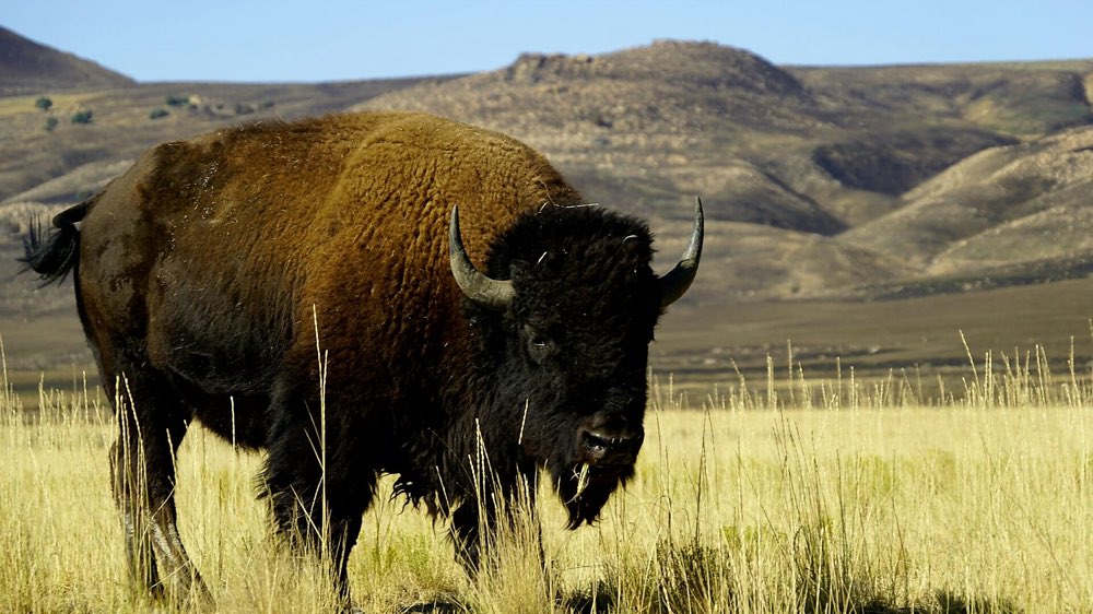 A large bison with curved horns grazing in tall golden grass, with the dry brown hills of Antelope Island behind it