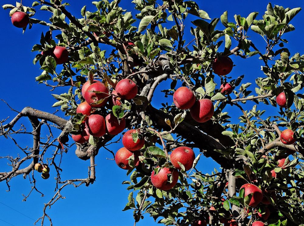 Branches heavy with ripe red apples against a deep blue autumn sky