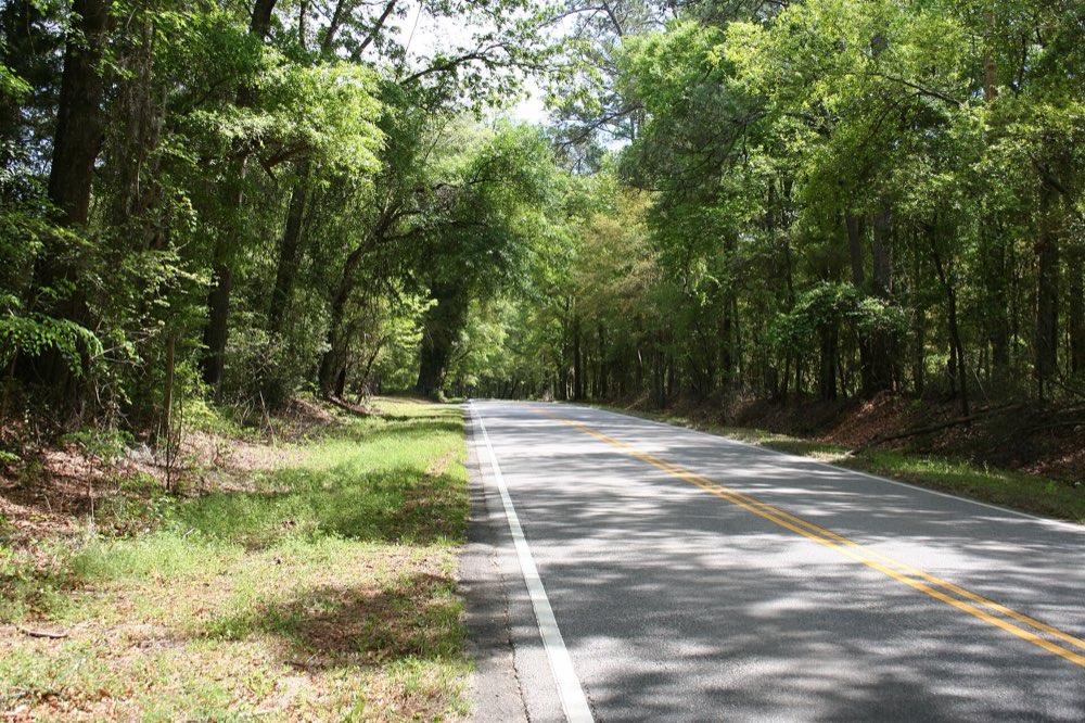 A two-lane road with a yellow center line running under a green tunnel of oaks and pines on the Ashley River Road