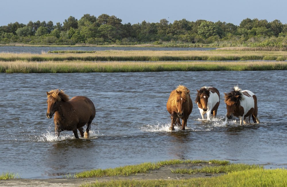 Four wild horses, brown and pinto, wading across a shallow channel through the salt marsh at Assateague Island, with marsh grass and pine woods behind