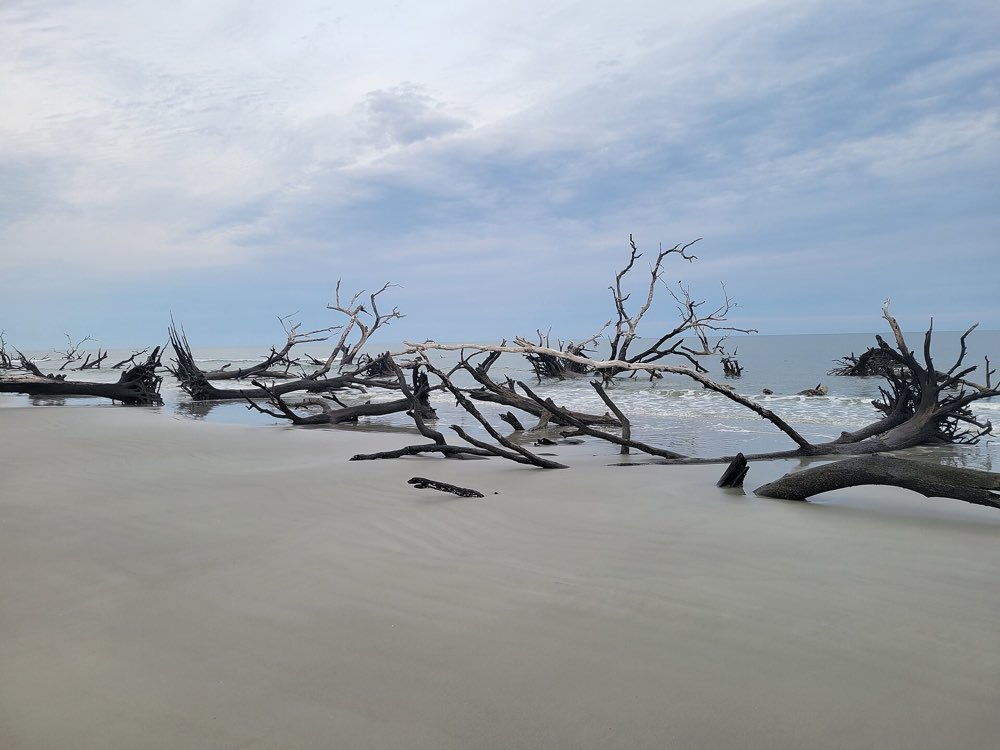 Bleached, fallen trees lying in the shallow surf on a wide, flat beach at Hunting Island under a pale overcast sky
