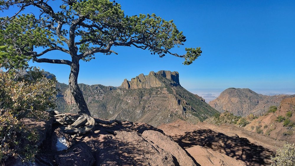 A twisted pinyon pine on a rock ledge frames the jagged cliffs of Casa Grande above a wooded mountain basin under a deep blue sky