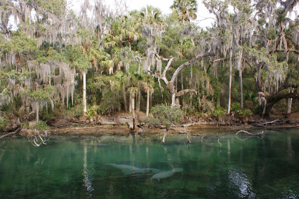 Two manatees resting in clear turquoise spring water below a bank of palms and oaks hung with Spanish moss