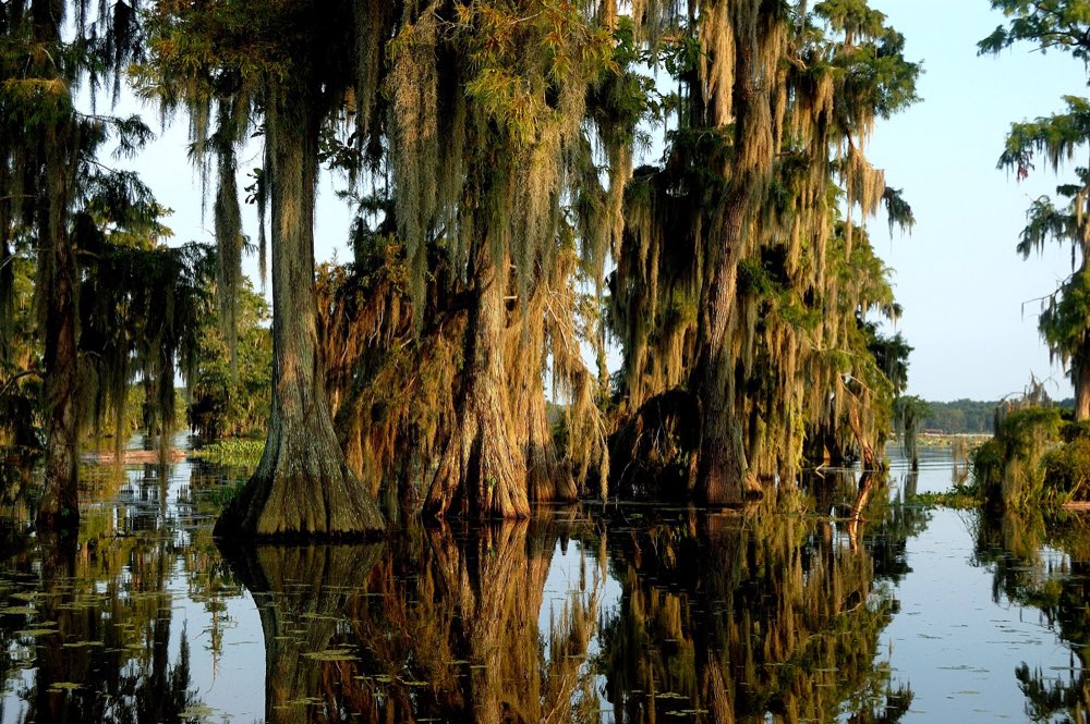 Bald cypress trunks hung with Spanish moss rising from the still, dark water of Lake Martin, their reflections doubled in the swamp