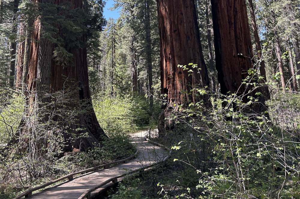 A wooden boardwalk winding between the red-brown trunks of giant sequoias, with young green dogwoods and shrubs under a blue sky