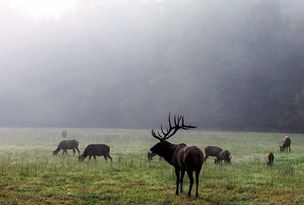 A bull elk with large antlers stands in a misty meadow with cow elk grazing around it, the tree line fading into fog behind