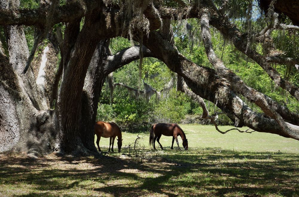 Two wild horses, one chestnut and one dark bay, grazing a sunny lawn beneath the spreading, moss-hung limbs of a huge live oak