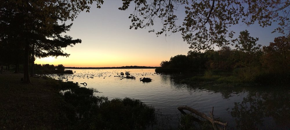 Sunset over White Rock Lake, with an orange sky behind dark trees, calm water dotted with birds and a fallen branch in the foreground