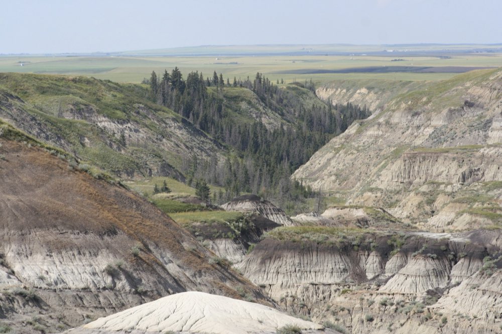Grey and tan badlands slopes fall away into Horseshoe Canyon, with a dark band of spruce in a side coulee and flat green prairie stretching to the horizon