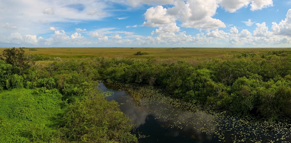 Sawgrass prairie stretching to the horizon under puffy clouds, with a dark channel of open water and green shrubs in the foreground at Shark Valley