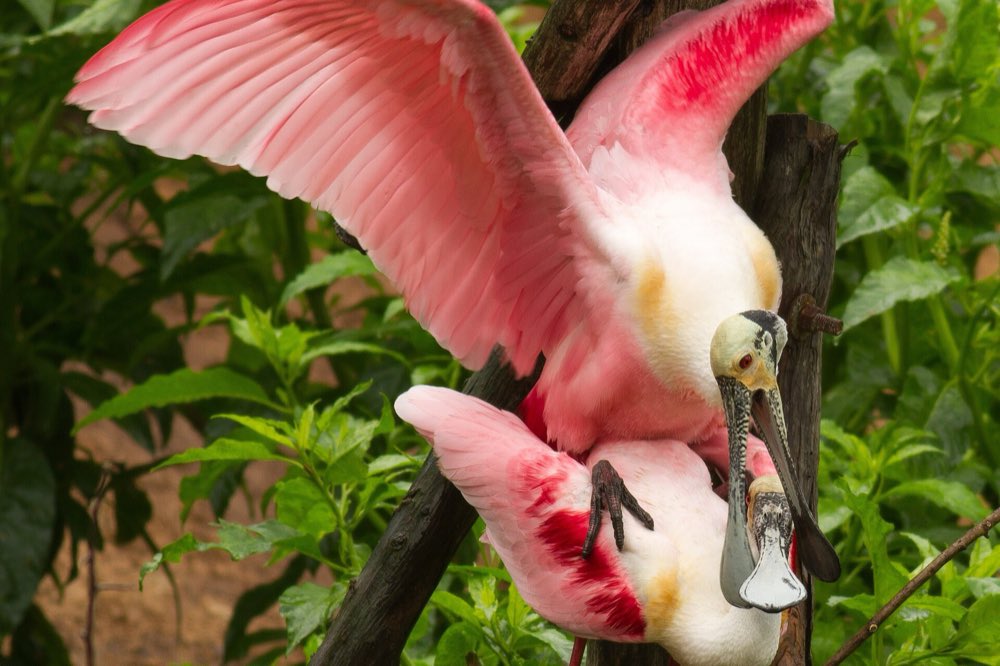 Two pink roseate spoonbills on a dark branch among green leaves, one with wings spread wide above the other