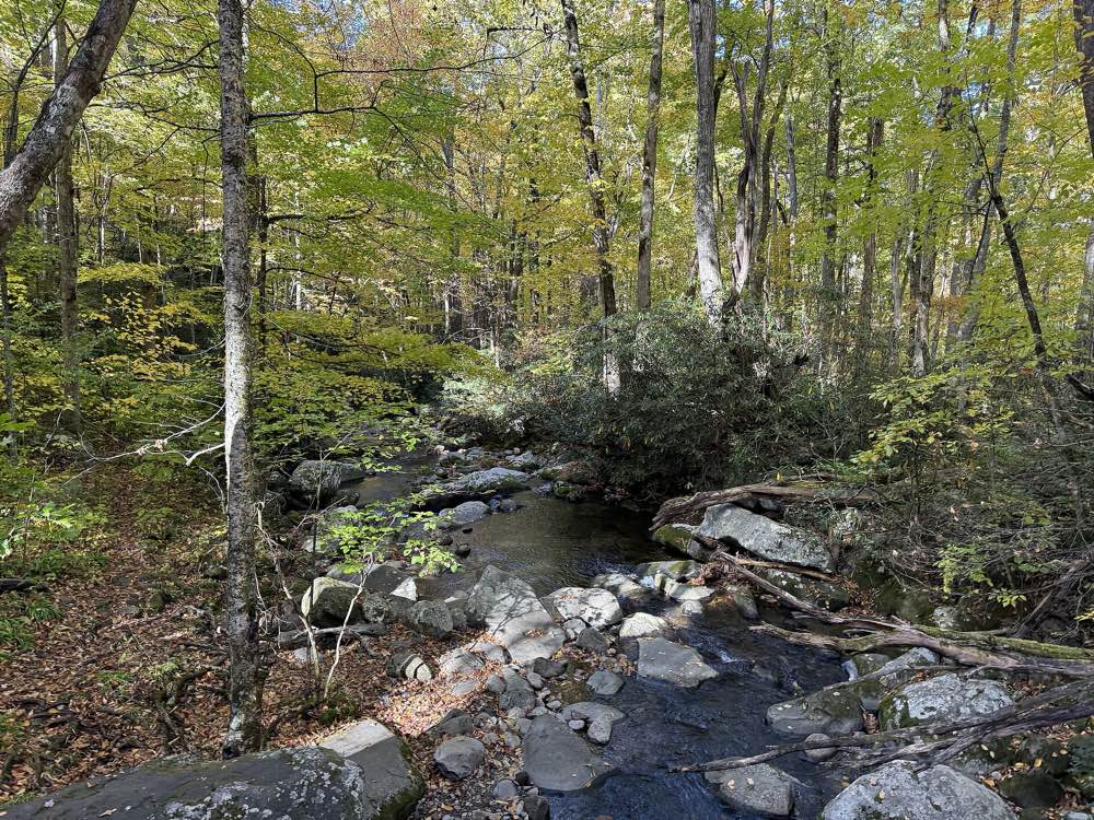 A rocky mountain stream running through a forest of tall trees turning yellow and green, with fallen leaves on the banks