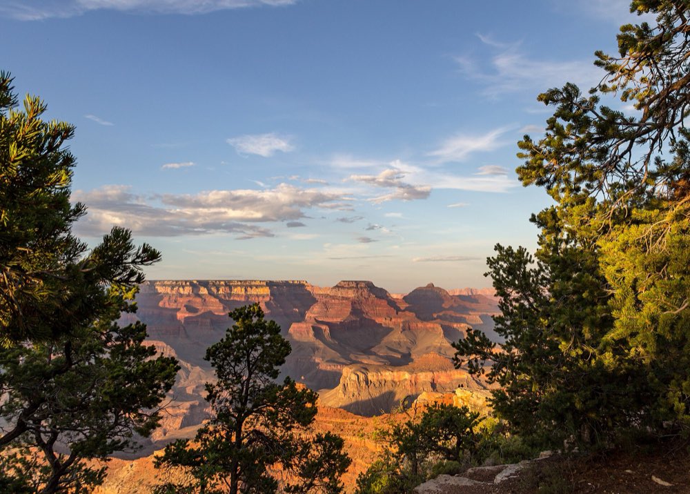 Evening light on the red and orange cliffs and buttes of the Grand Canyon, framed by pine and juniper trees on the South Rim under a blue sky with scattered clouds
