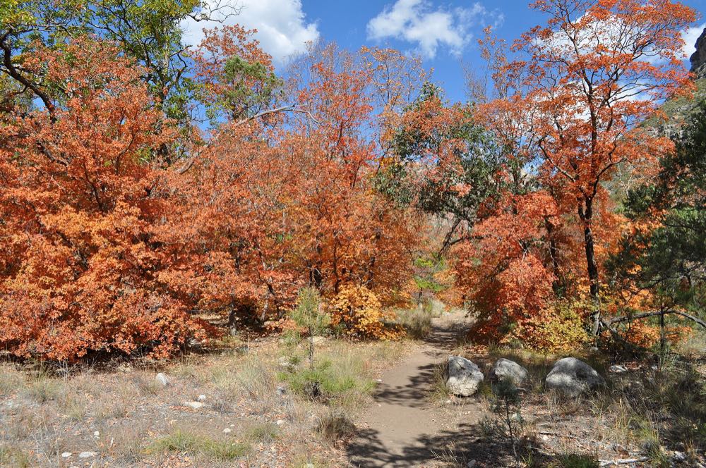 Bright orange and red fall foliage arching over a dirt trail lined with grey boulders, under a blue sky with white clouds