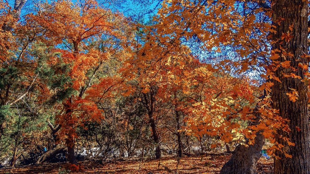 Bigtooth maples in bright orange and rust fall color under a deep blue sky, with a thick trunk on the right and a carpet of fallen leaves below