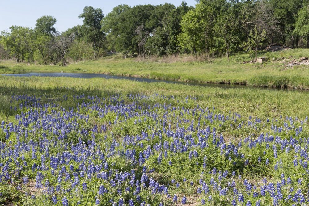 A broad field of blue bluebonnets in the foreground, a strip of still water and green grass behind, and a line of leafy trees under a clear sky