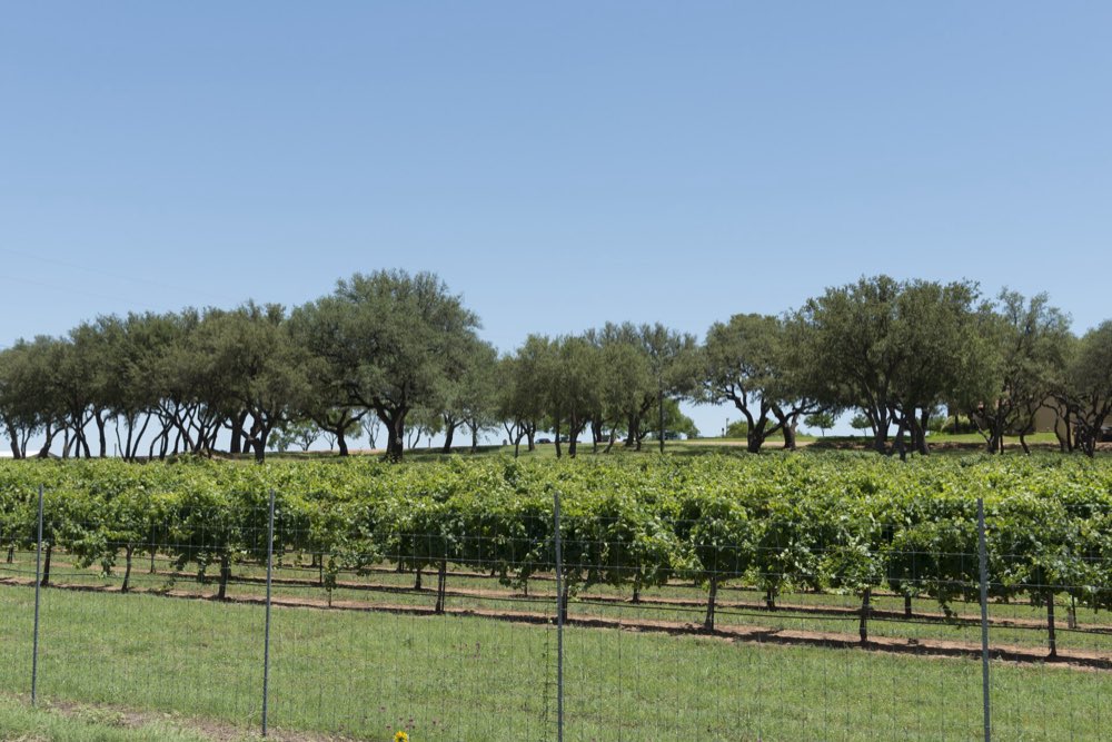 Rows of green grapevines behind a wire fence, with a line of live oaks and a clear blue sky beyond