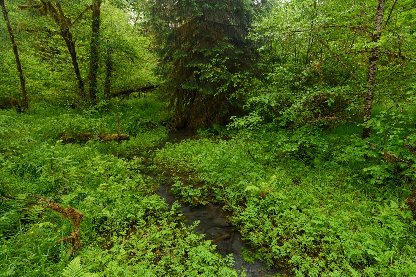 A small stream through ferns and mossy trees along the Hall of Mosses trail, Hoh Rain Forest