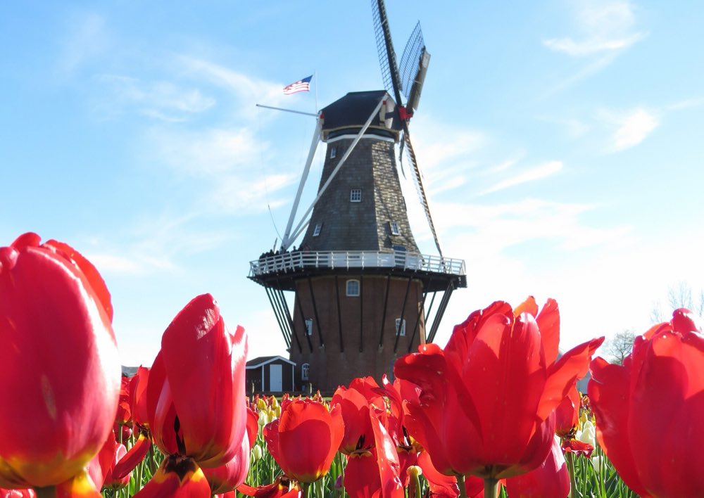 Red tulips in the foreground with the tall brick-and-shingle De Zwaan windmill and its sails rising behind against a blue sky