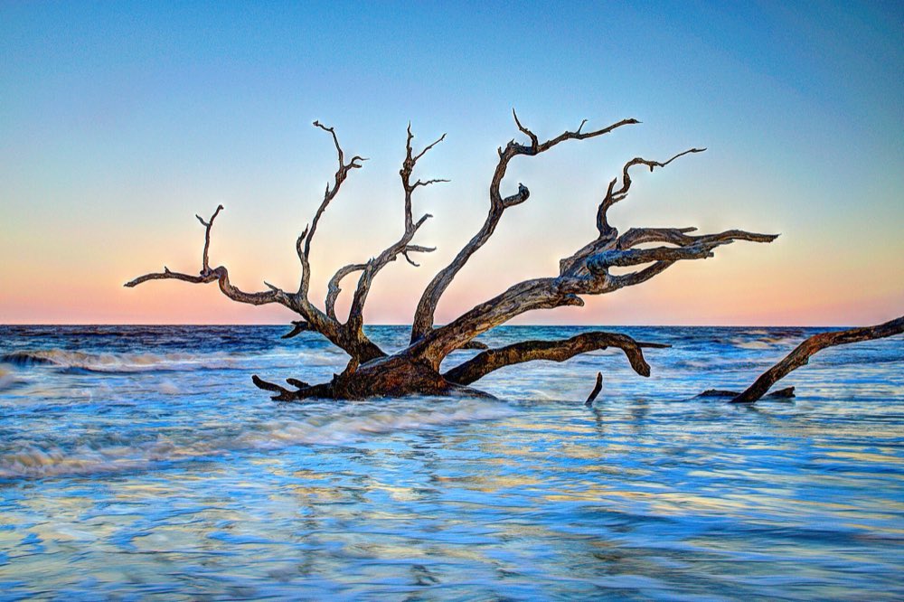 A bleached, bare tree lying in the shallow surf of Driftwood Beach, its branches spread against a pink and blue dusk sky