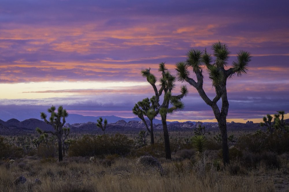 Silhouetted Joshua trees on a desert flat under a pink and purple sunset sky, with low mountains on the horizon