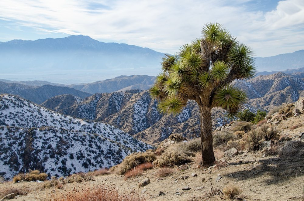 A lone Joshua tree on a rocky slope above snow-dusted desert ridges, with the long wall of the San Jacinto Mountains across the valley under a pale winter sky