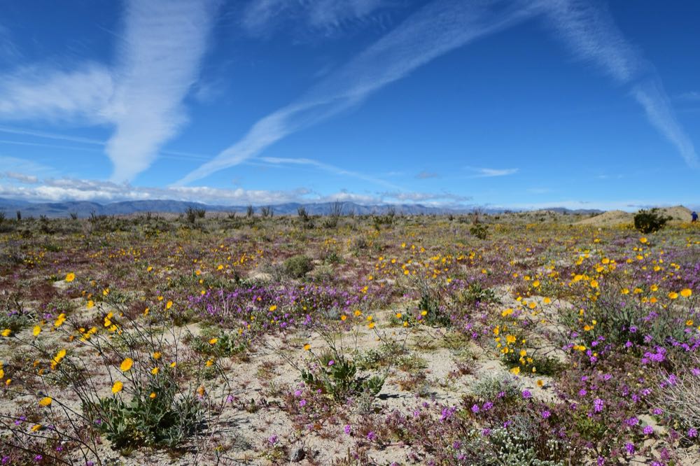 A desert floor covered in purple sand verbena and yellow desert gold wildflowers, with low mountains on the horizon under a blue sky streaked with thin clouds