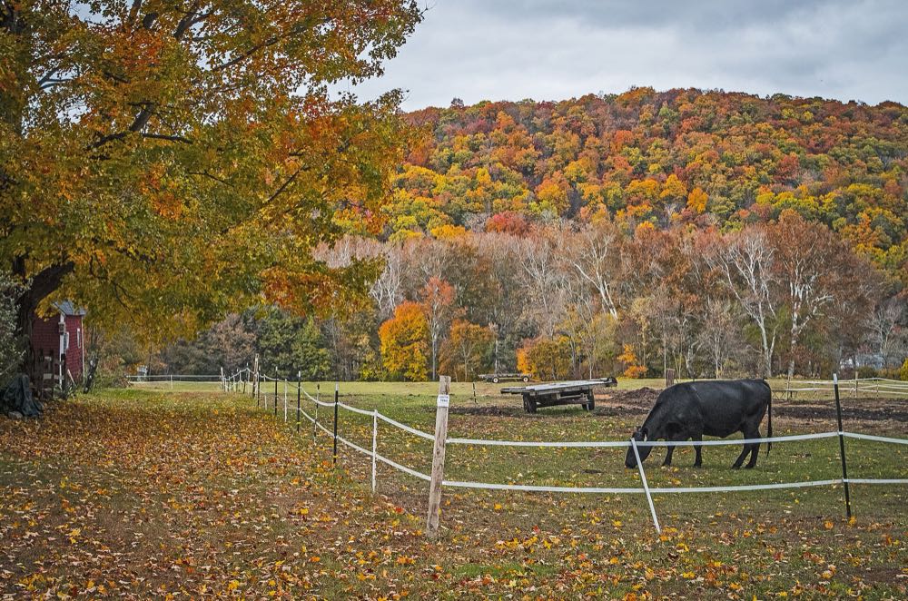 A black cow grazing in a fenced pasture covered in fallen leaves, with a maple in gold leaf on the left and a hillside of orange, red and yellow trees behind