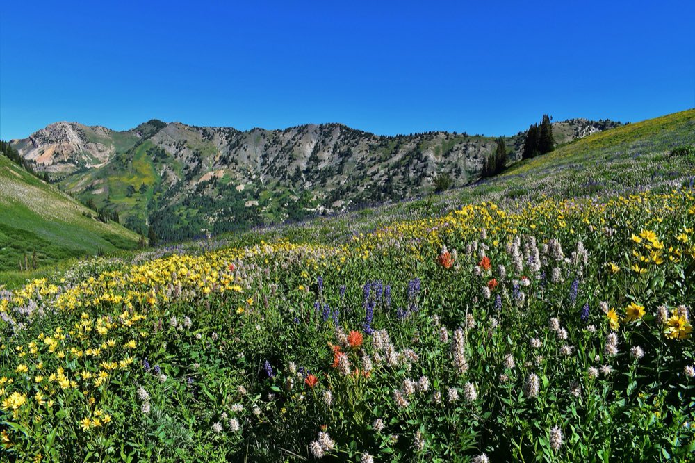 A slope of yellow, white, purple and red wildflowers in Albion Basin below rocky gray peaks and green ridges under a clear blue sky
