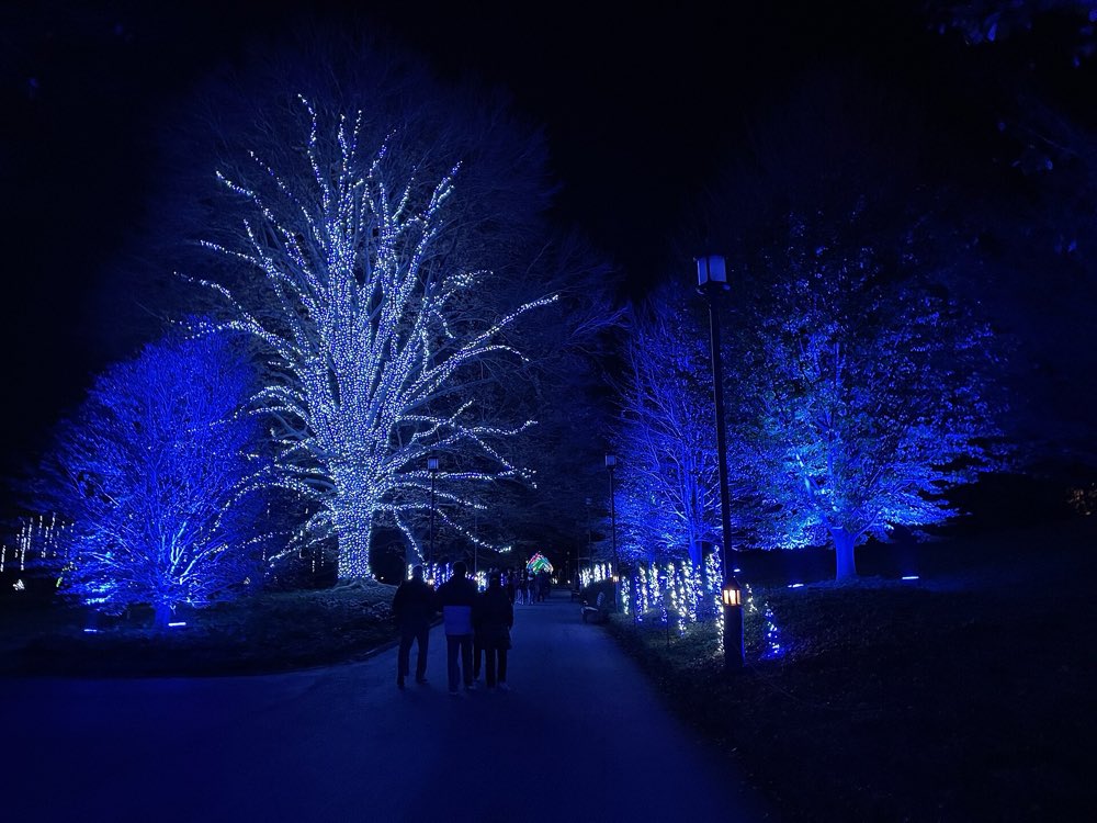 Bare trees wrapped in blue and white holiday lights over a dark garden path, with a few visitors walking away from the camera