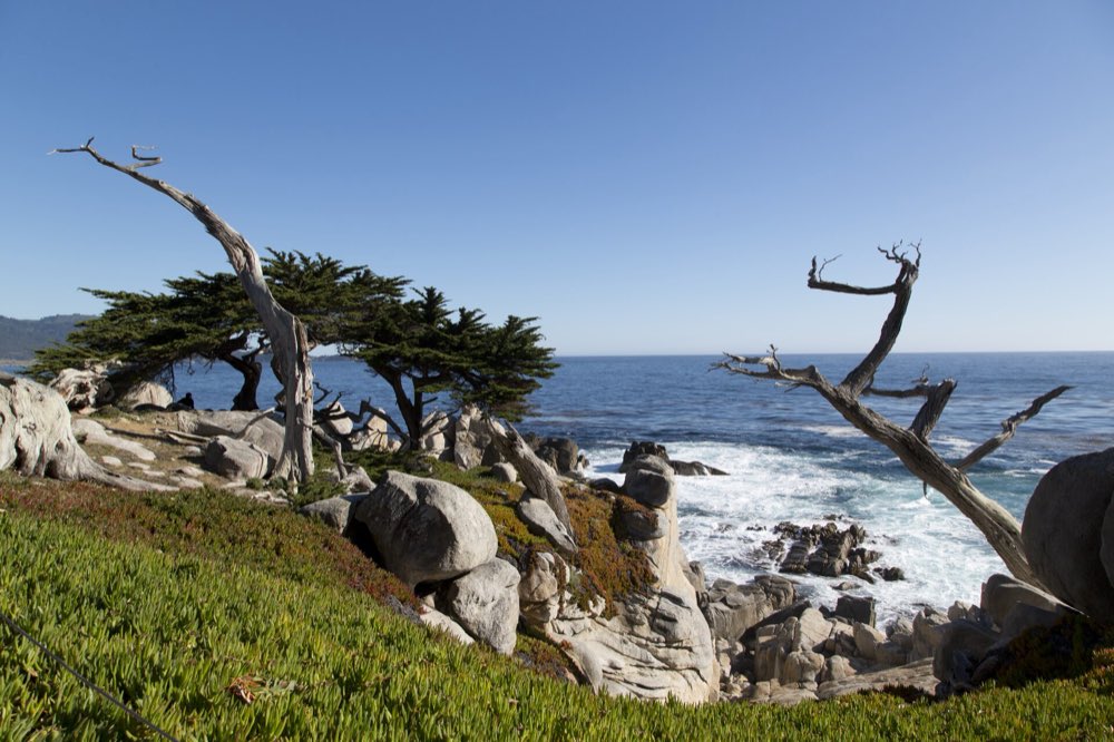 Weathered bare cypress snags and dark green Monterey cypresses above granite boulders and white surf on the Pebble Beach coast