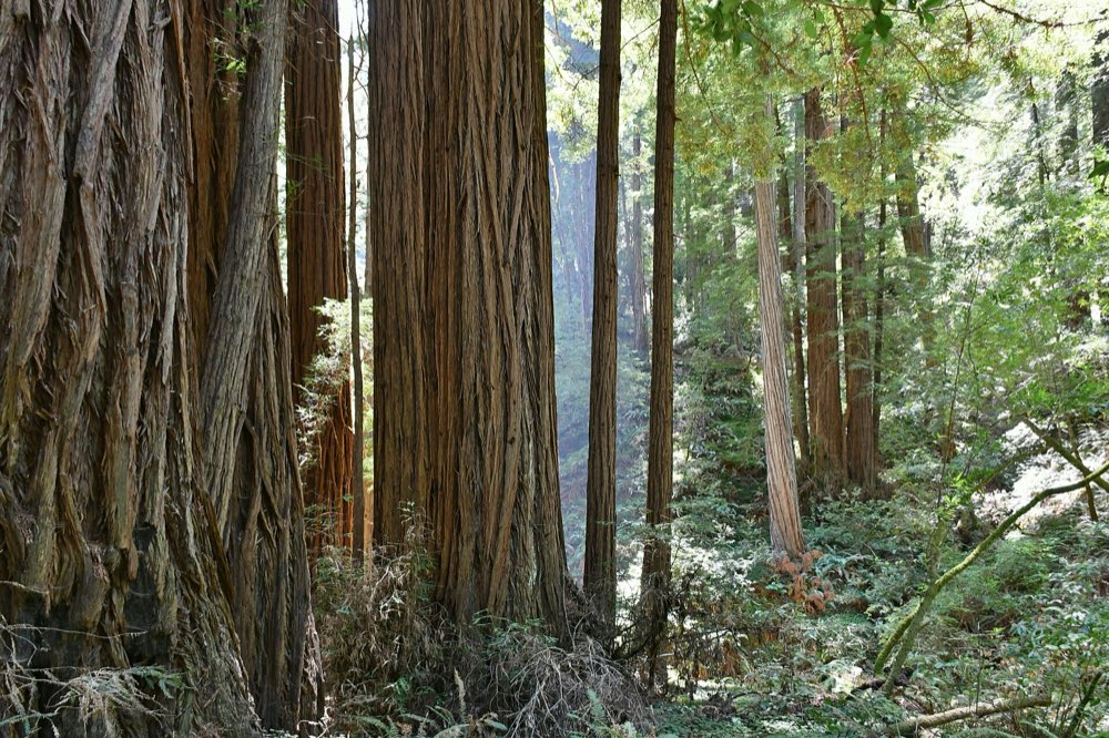 Tall, deeply furrowed coast redwood trunks in soft hazy light, with ferns and young trees on the forest floor