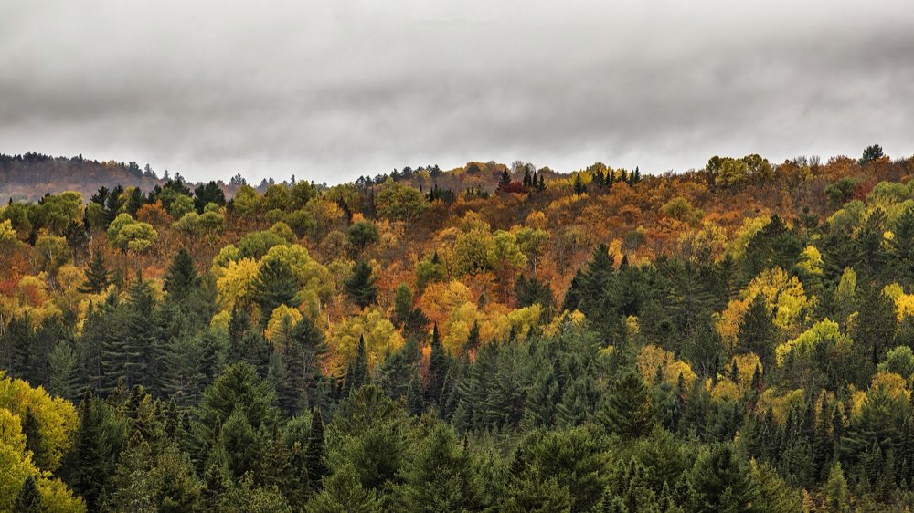 Rolling hardwood forest in Algonquin Park in orange, gold and red, with dark green spruce and pine in front under a grey autumn sky