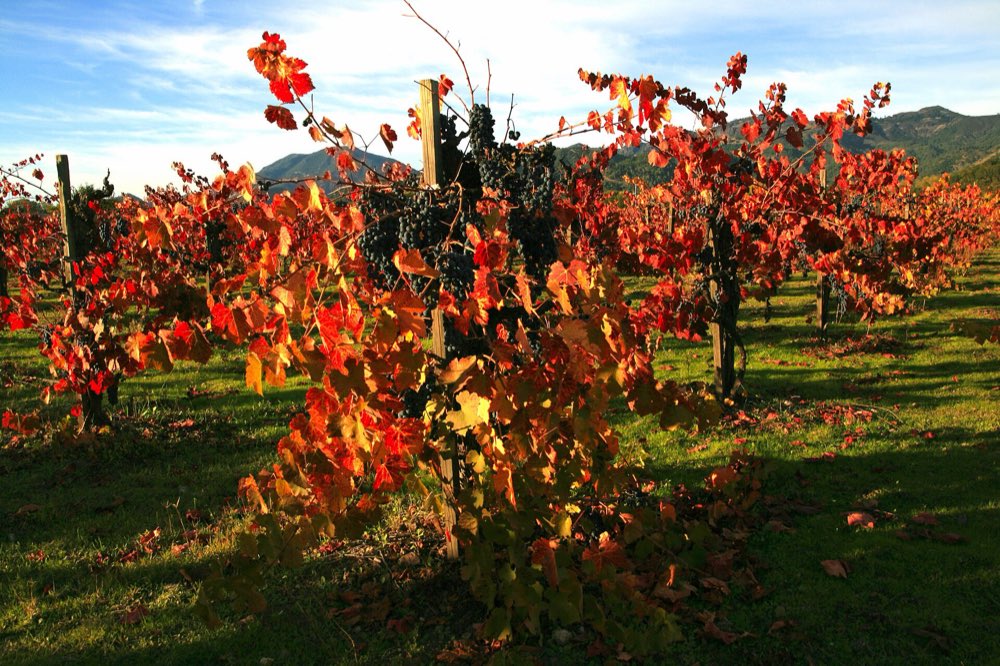 Grapevines with red and orange autumn leaves and dark clusters of grapes, green grass between the rows and hills under a blue sky