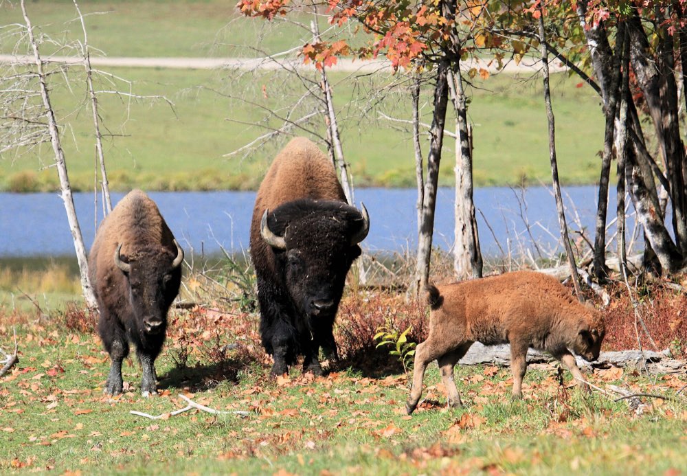 Two adult bison and a reddish-brown calf walk through fallen autumn leaves at Parc Oméga, with a lake and a red-leaved tree behind them