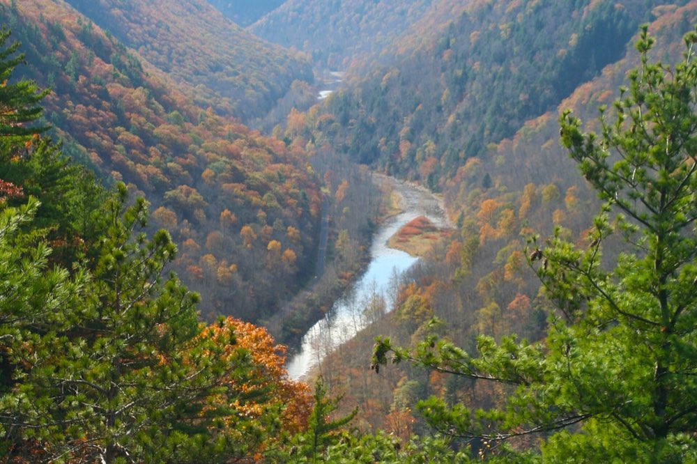 Pine Creek winding through a deep, steep-sided gorge covered in orange, red and gold autumn forest, framed by green pines on the rim