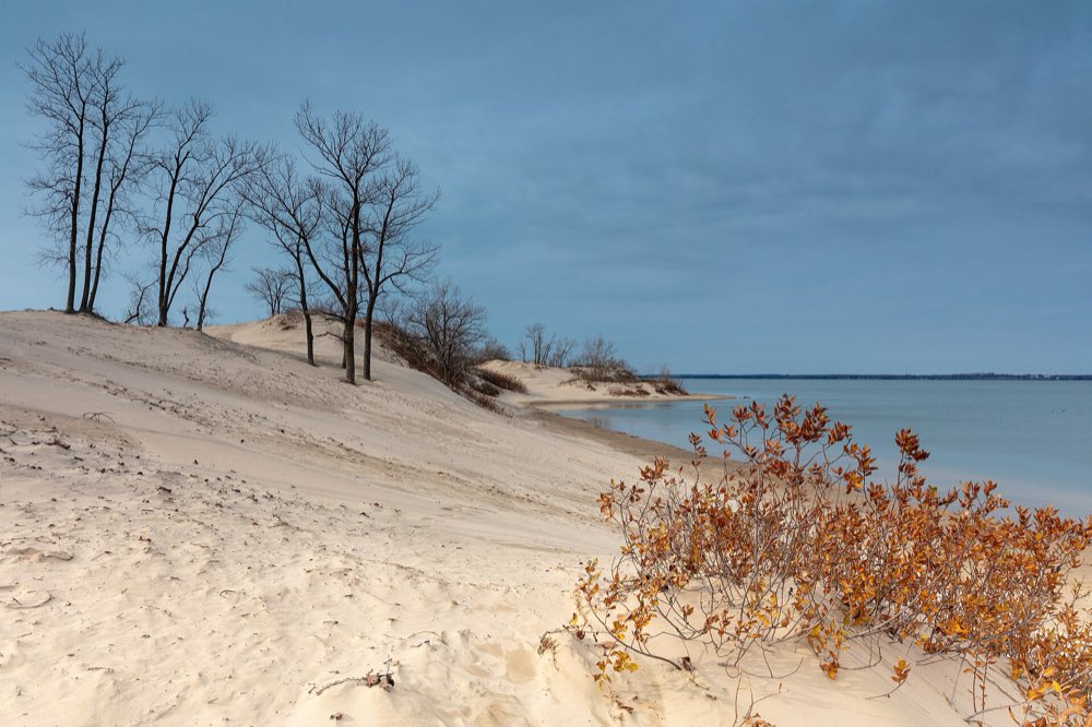Pale sand dunes at Sandbanks slope down to the blue water of Lake Ontario, with bare trees on the crest and an orange shrub in the foreground