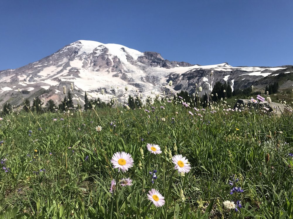 Pale pink subalpine daisies in a green meadow at Paradise, with the snow-covered summit of Mount Rainier behind