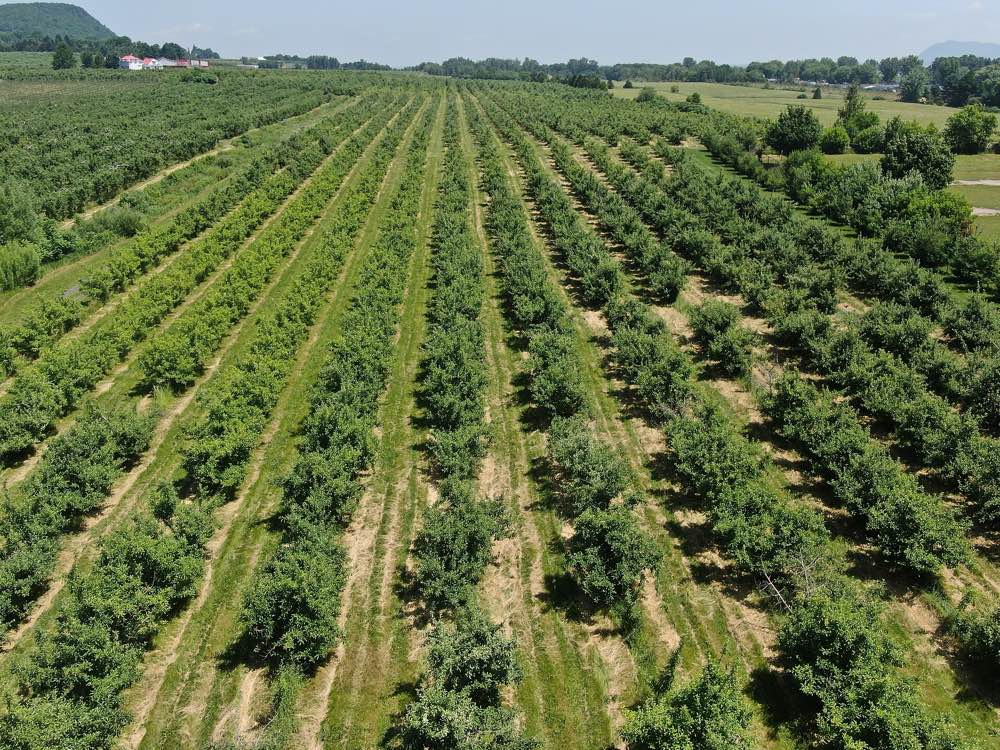 Long straight rows of apple trees stretch across the flat farmland of Rougemont toward a forested hill, seen from above on a clear summer day