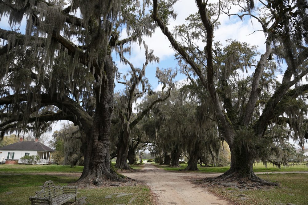 A dirt lane under huge, moss-draped live oaks at Evergreen Plantation, with a small white cabin from the rows of former slave quarters at the left