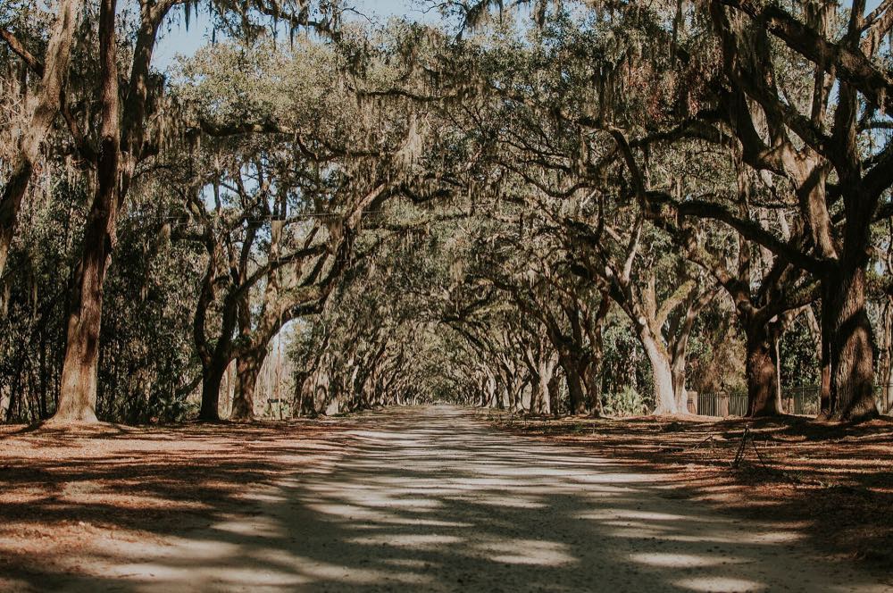 A long, straight dirt avenue under arching live oaks hung with Spanish moss, with dappled sunlight on the road