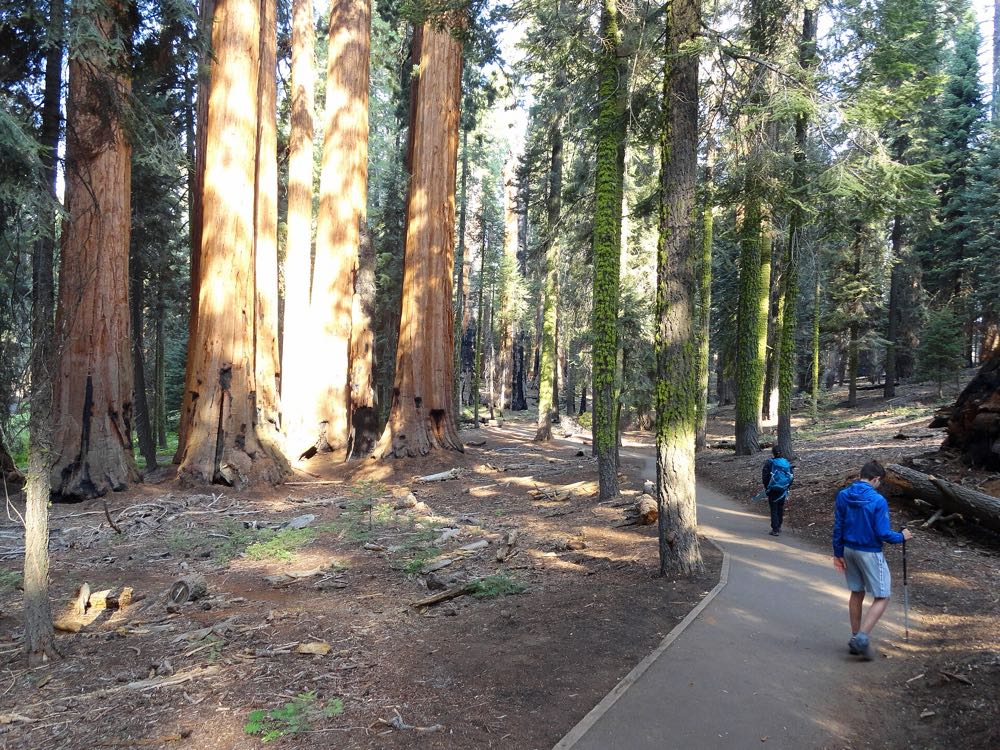A paved trail running through a grove of giant sequoias, their huge cinnamon-red trunks lit by low sun among green firs, with two hikers small in the distance