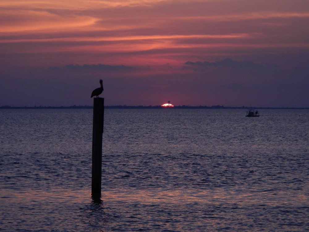 A brown pelican silhouetted on a wooden post in calm bay water at sunset, with a small boat and the low mainland shore on the horizon