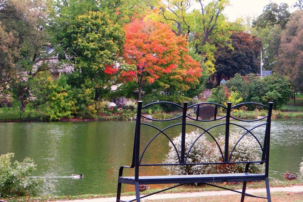 A wrought-iron bench on the bank of the Avon River in Stratford, with a bright orange maple and green trees reflected in the calm water and ducks on the shore