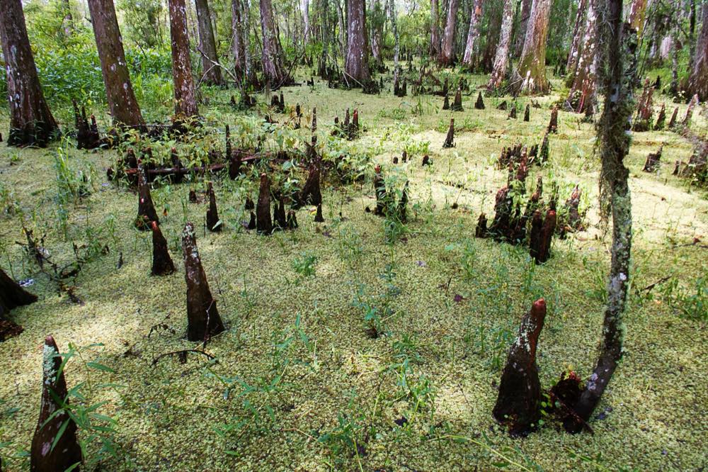 Cypress trunks and dozens of knobby cypress knees rising from a swamp floor carpeted in bright green duckweed in the Barataria Preserve