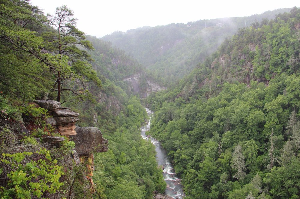 The Tallulah River threading white rapids along the bottom of a deep, forested gorge, seen from a rocky overlook with a pine on the cliff edge and mist on the far ridges