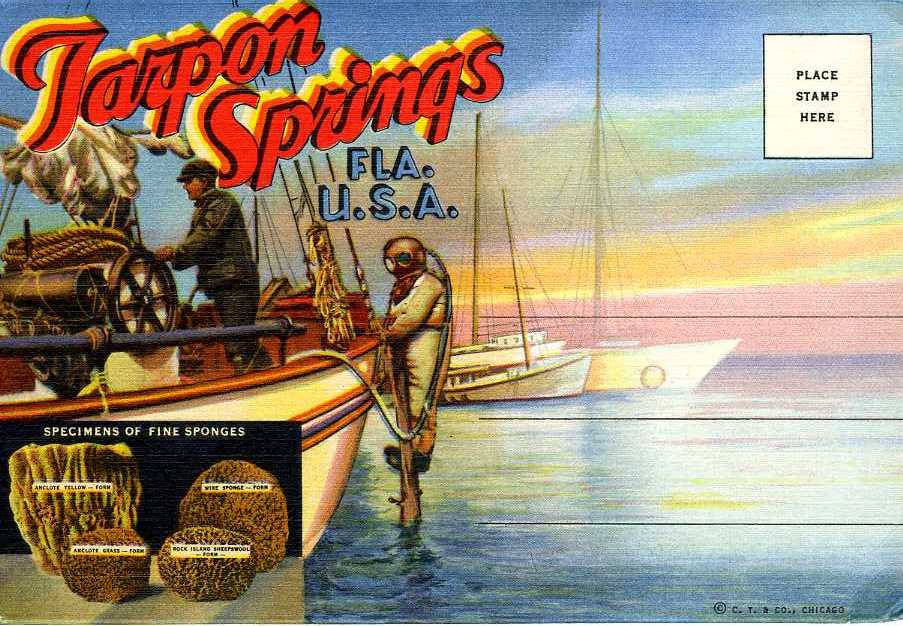 Vintage postcard showing the Tarpon Springs sponge fleet and types of sponges