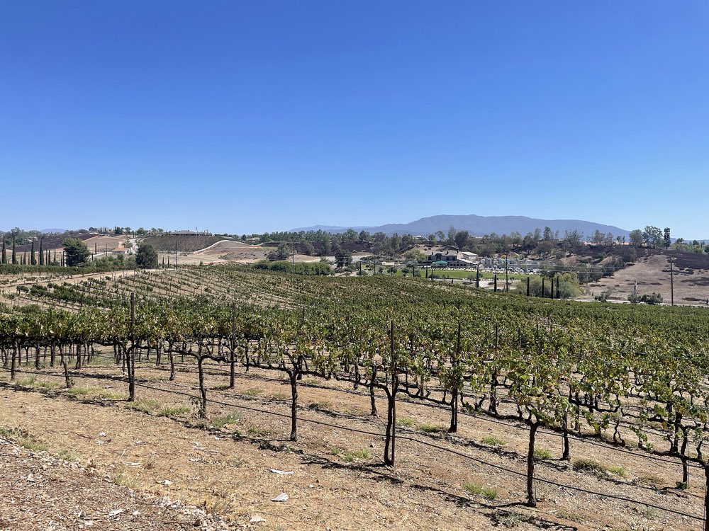 Rows of grapevines on a slope above Temecula Valley, with tasting rooms, oaks and distant mountains under a clear blue sky