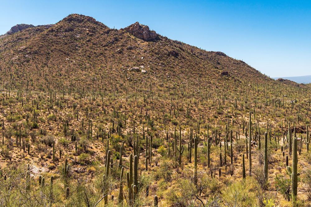 A rocky desert hillside in Saguaro National Park West covered with hundreds of tall saguaro cactus under a clear blue sky